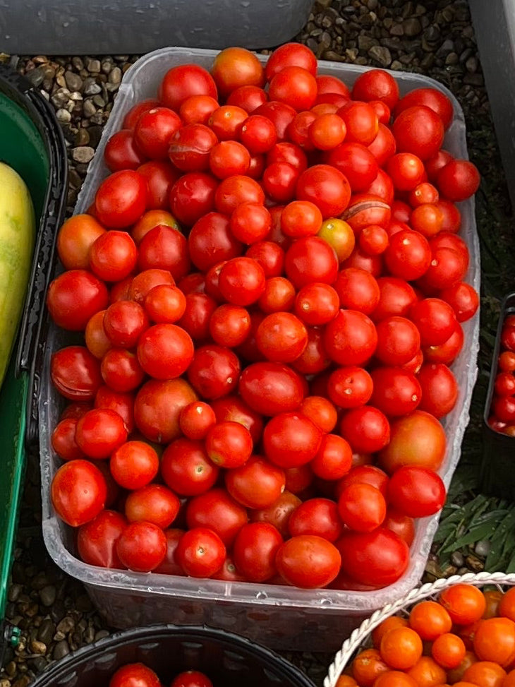 Principe Borghese Tomato Plant (great for sun-dried tomatoe)