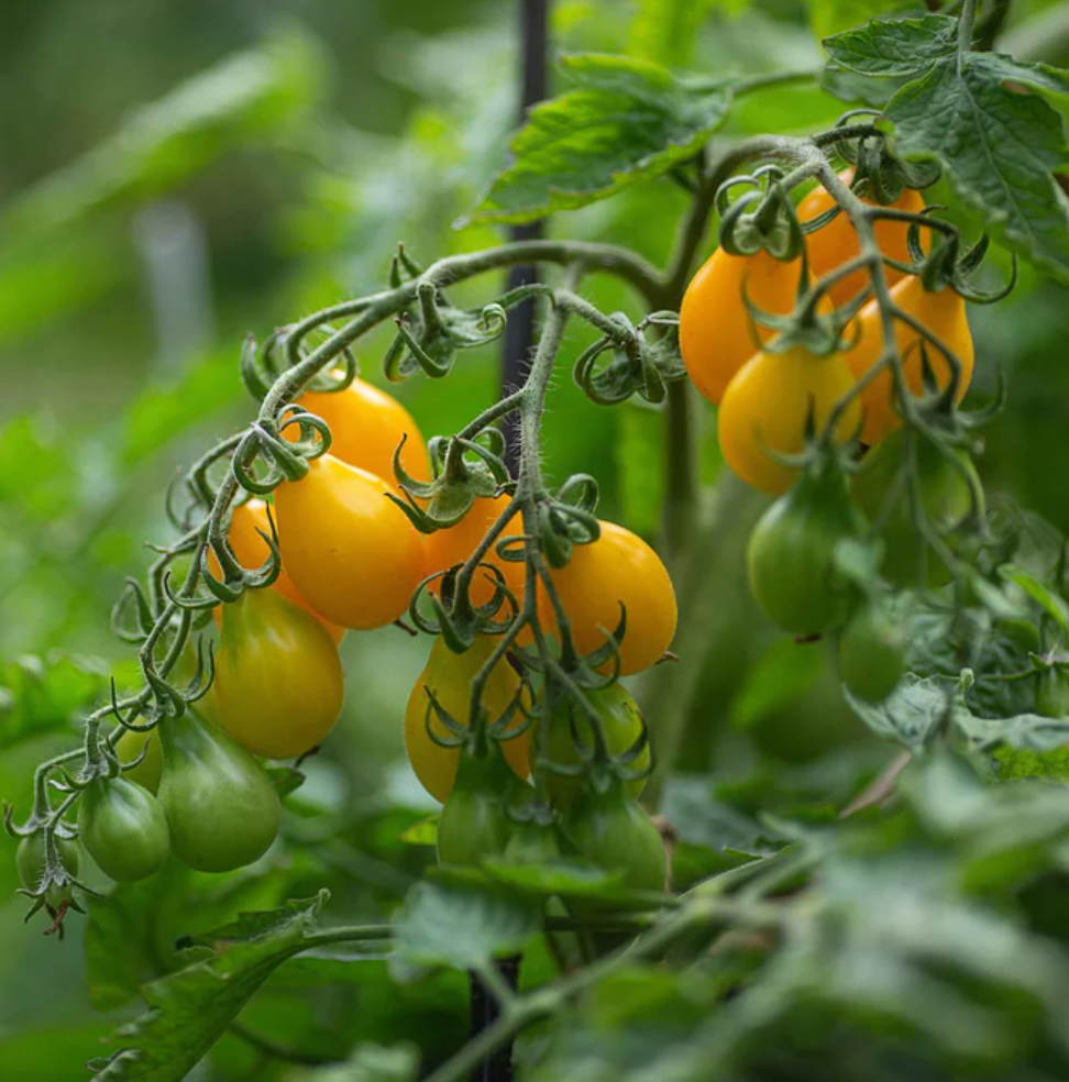Yellow Pear Tomato Plant
