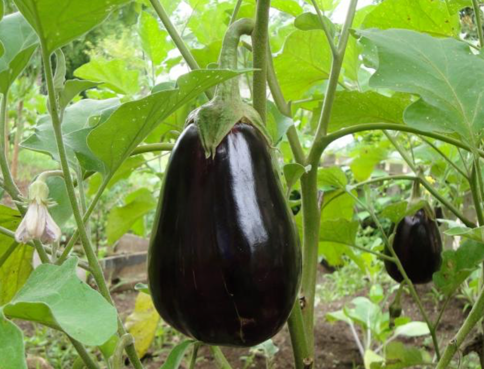 Eggplant (Black Beauty) Plant