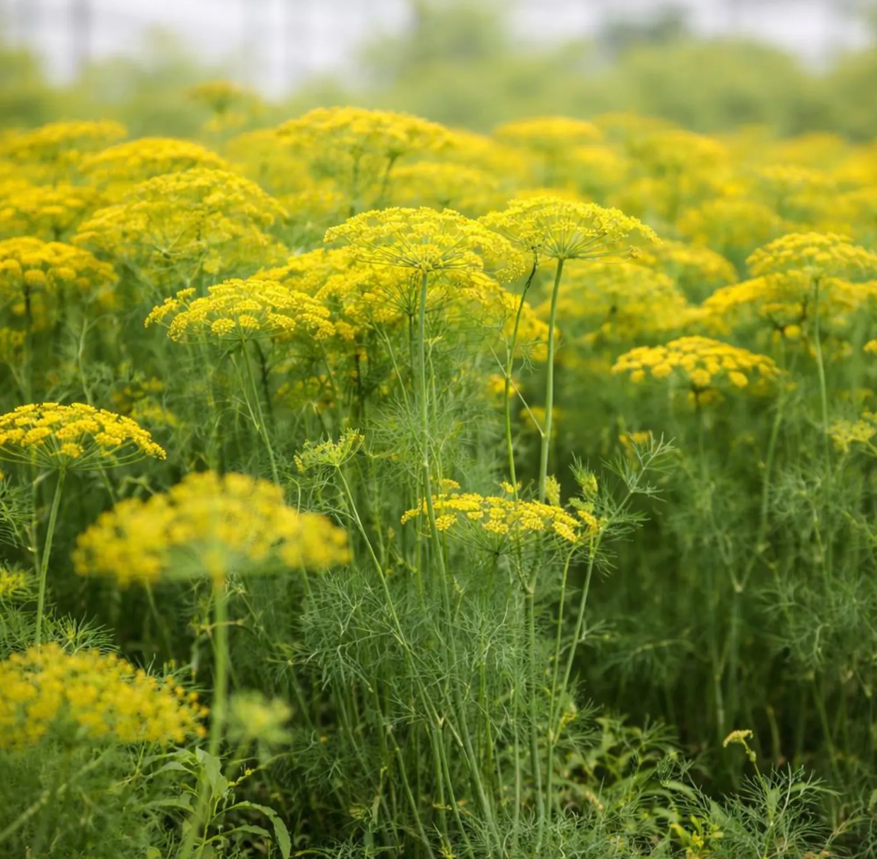 Dill Plant (Bouquet)