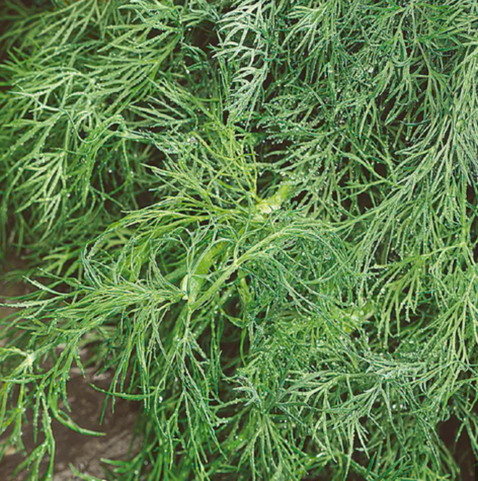 Dill Plant (Fern leaf)