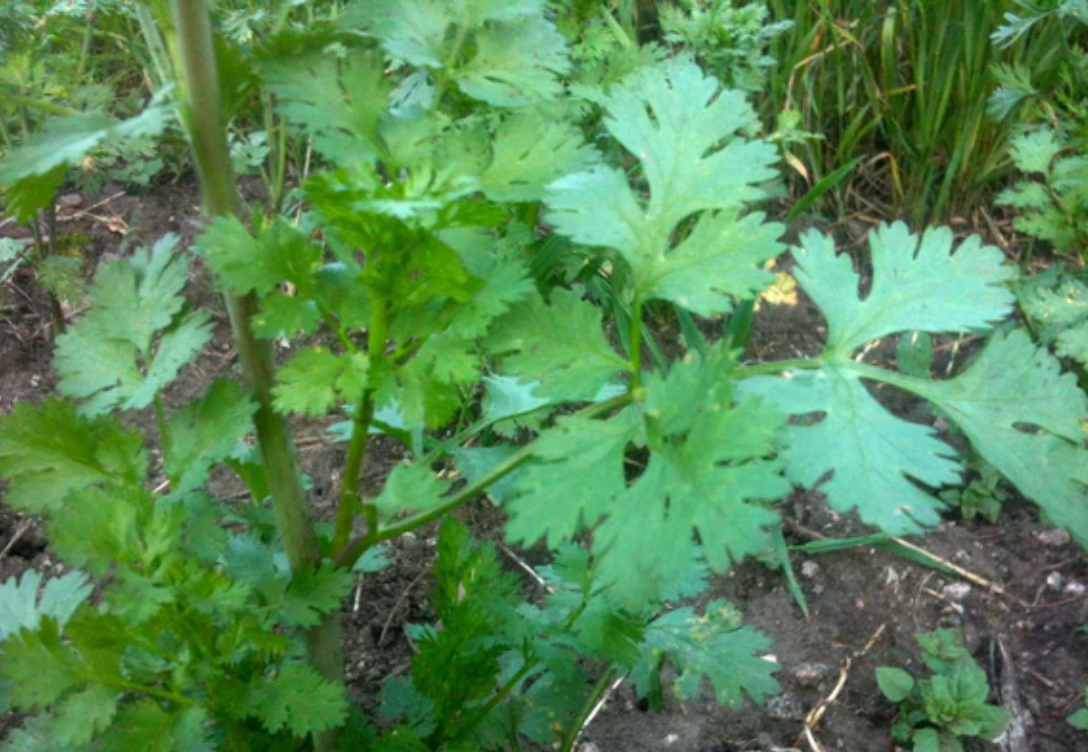Cilantro Plant