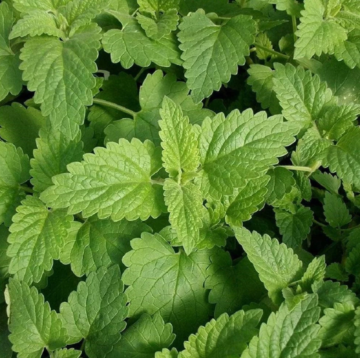 Catnip Plant