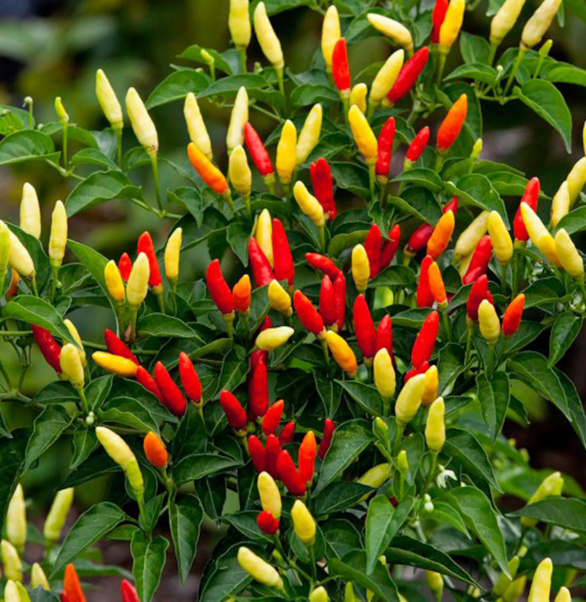 Tabasco Pepper Plant