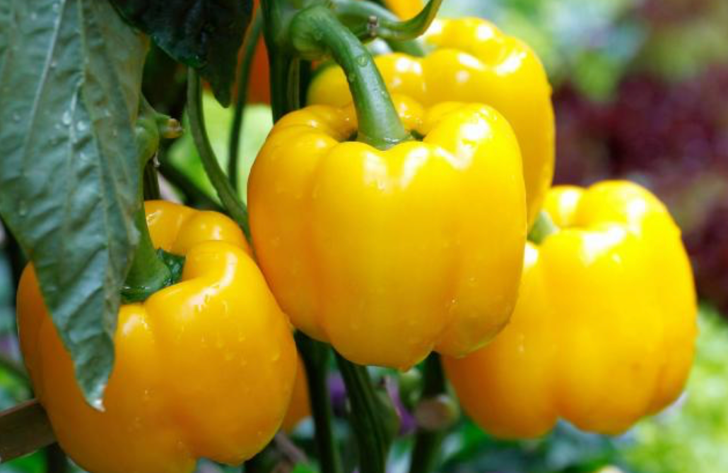 Yellow Bell Pepper Plant