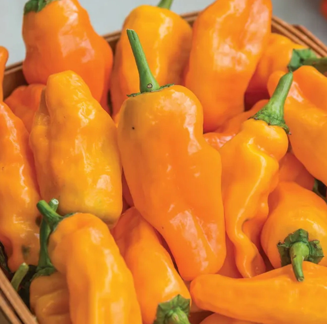 Pepperoncini Orange Pepper Plant
