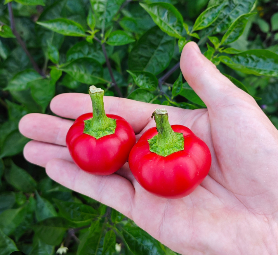 Cherry Pepper Plant