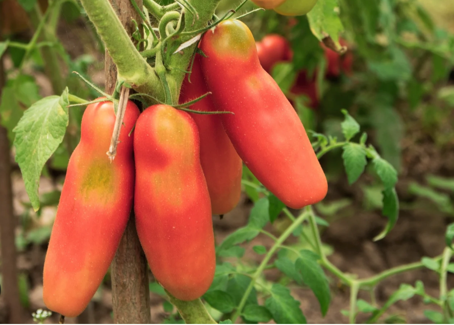 Pink Fang Tomato Plant