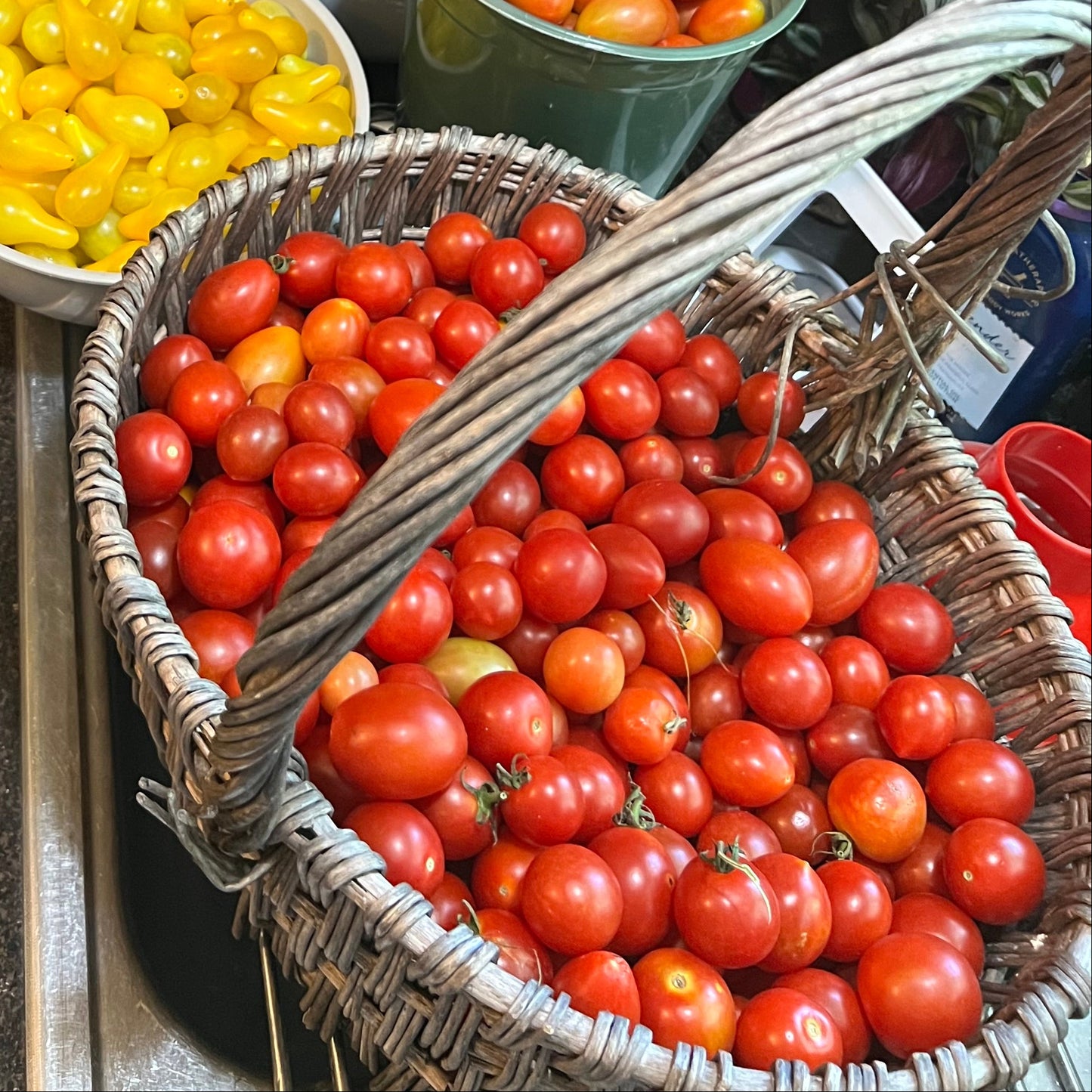 Principe Borghese Tomato Plant (great for sun-dried tomatoe)