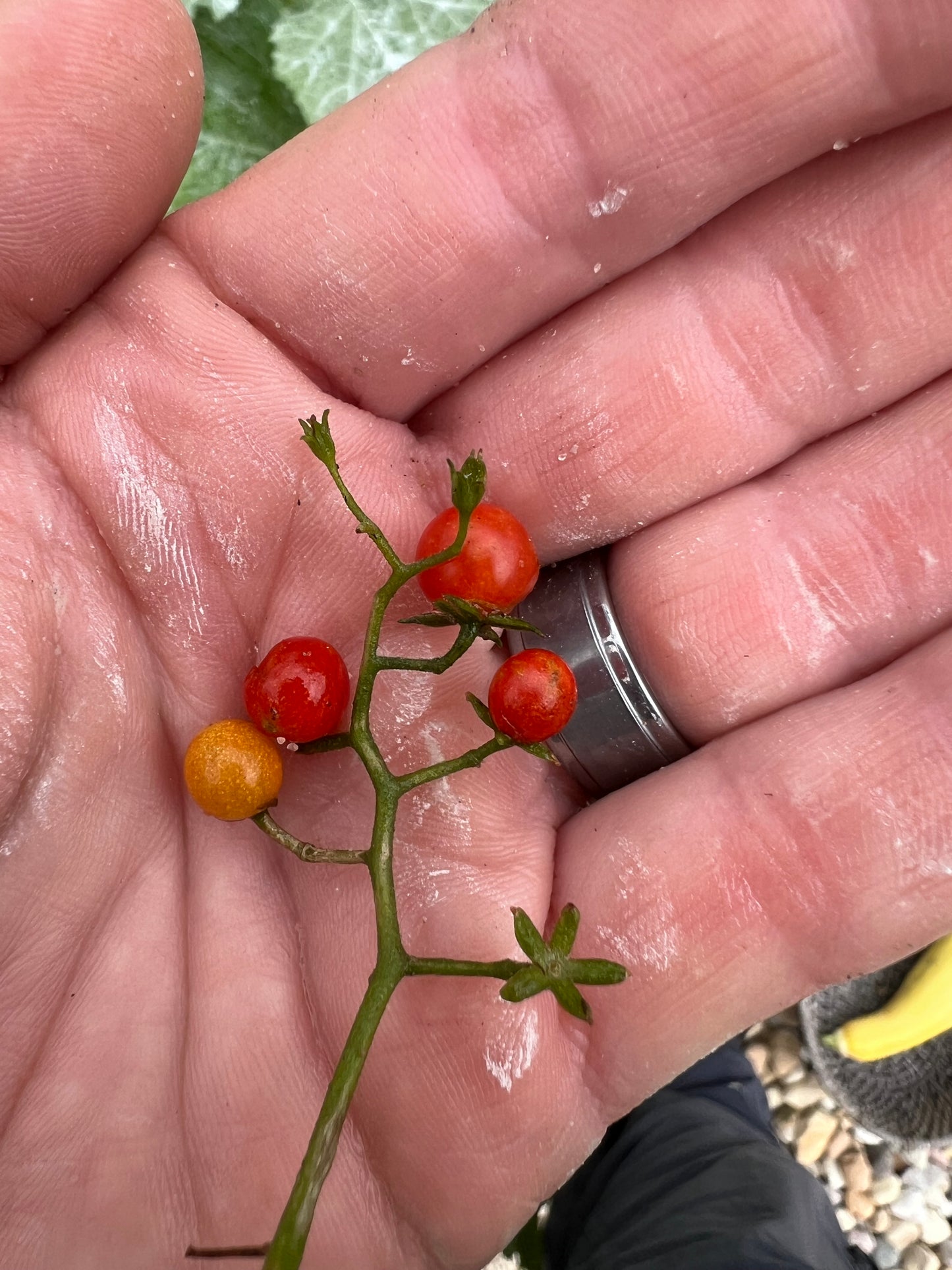 Spoon Tomato Plant (Micro tomato)