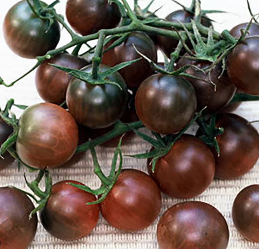Black Cherry Tomato Plant