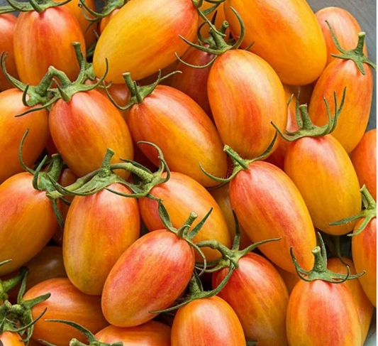 Blush Tiger Tomato Plant