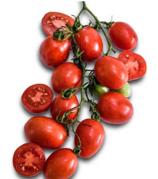 A Grappoli D'Inverno Tomato Plant