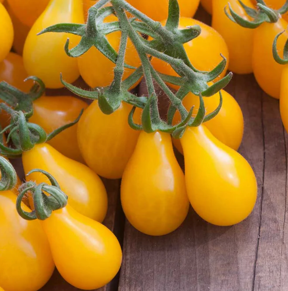 Yellow Pear Tomato Plant