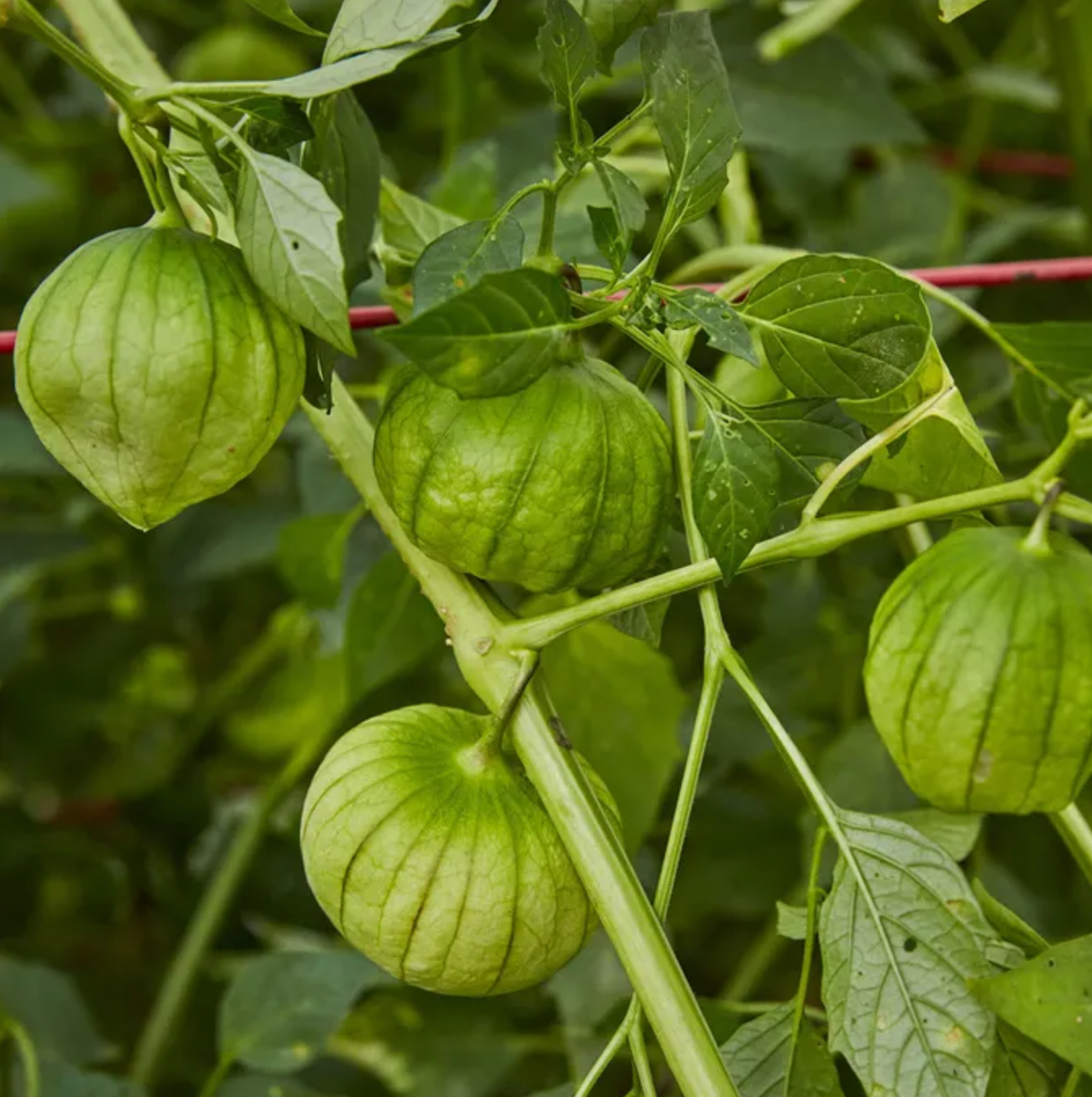 Tomatillo Plant
