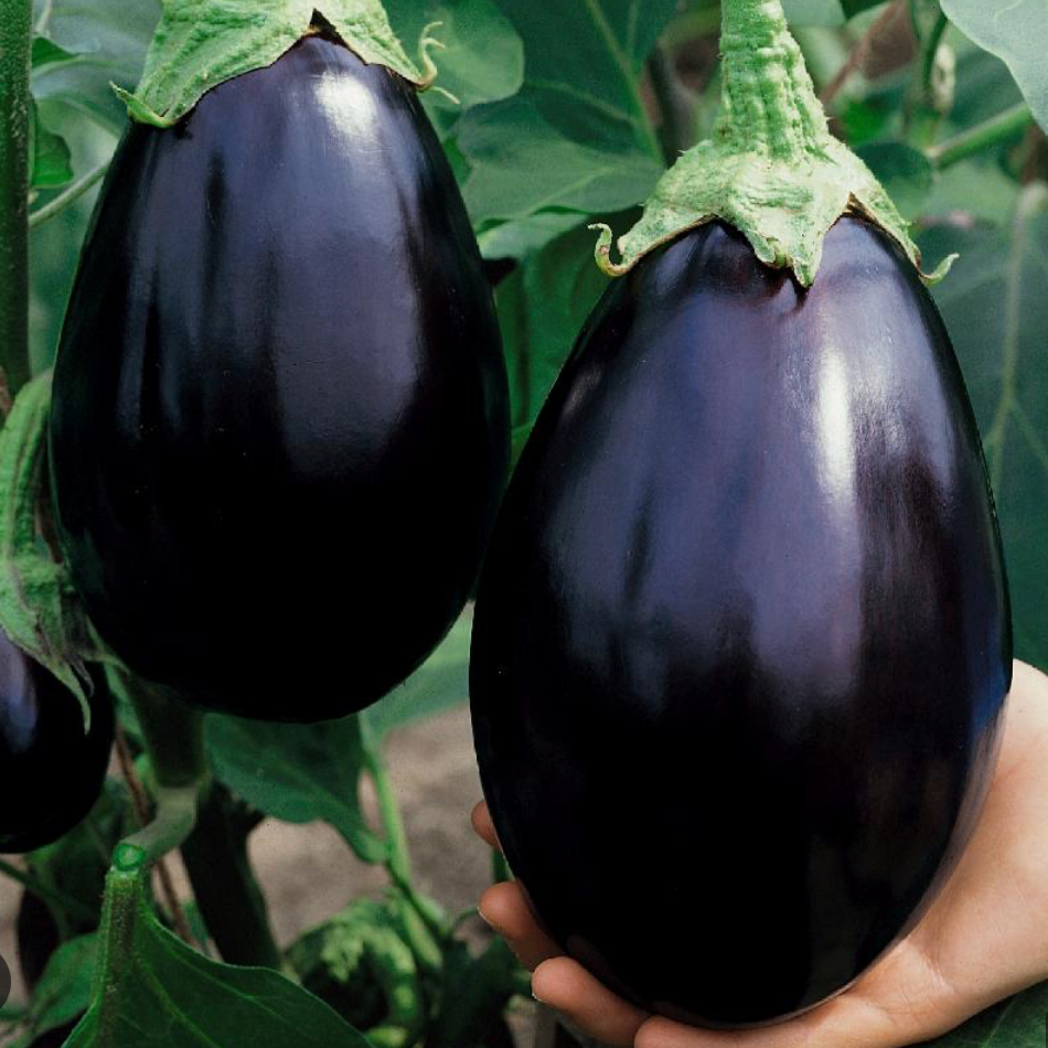 Eggplant (Black Beauty) Plant