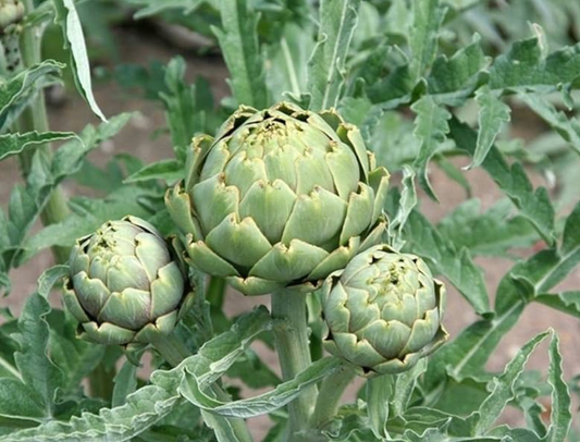 Artichoke Plant (Green Globe)