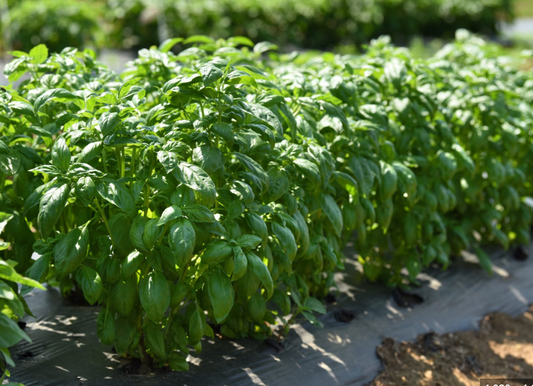 Basil Plant (Monteverde)