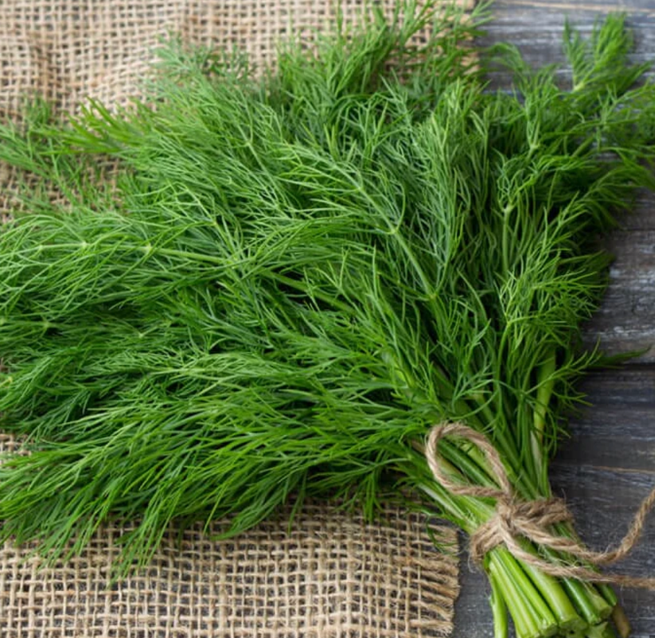 Dill Plant (Bouquet)