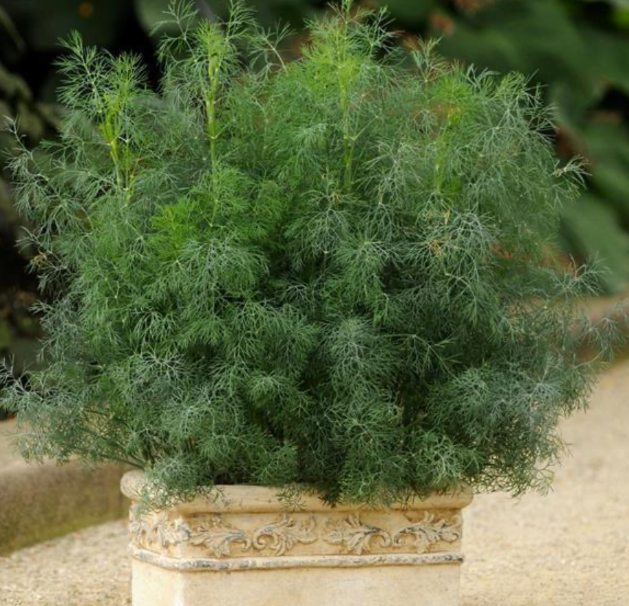 Dill Plant (Fern leaf)