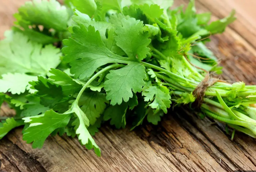 Cilantro Plant