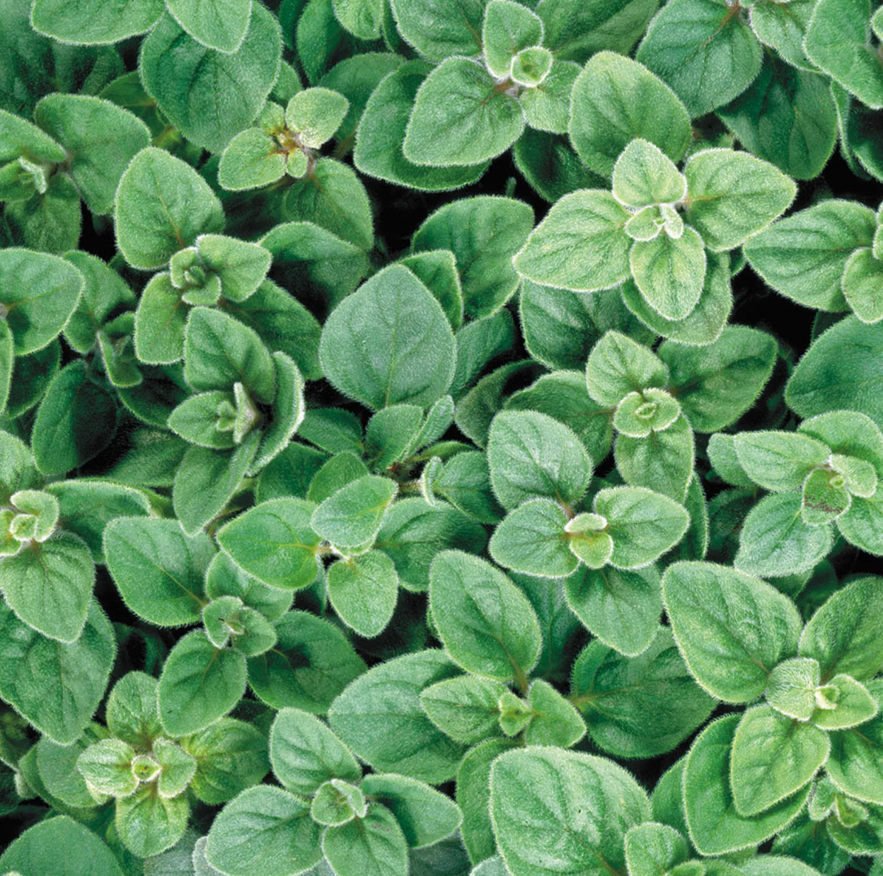 Oregano Plant (Greek)