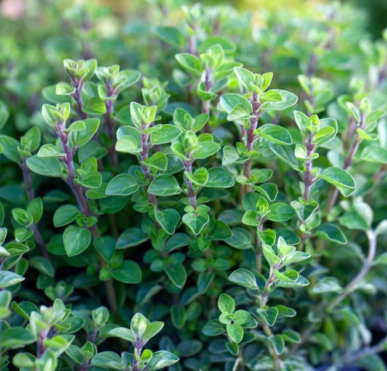 Oregano Plant (Greek)
