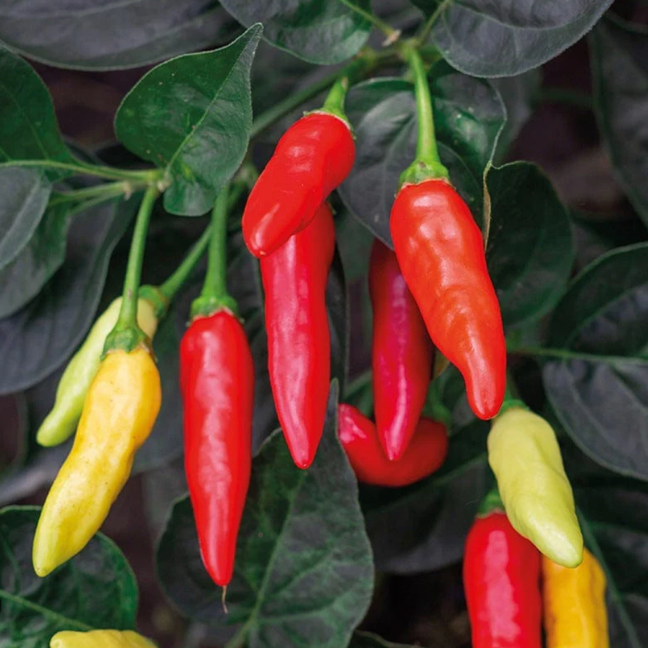 Tabasco Pepper Plant