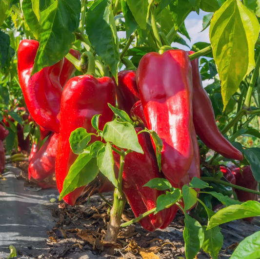 Ajvarski Pepper Plant