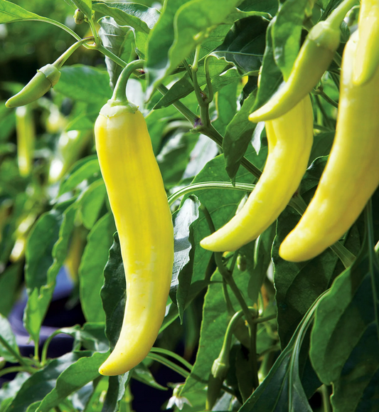 Banana Pepper Plant