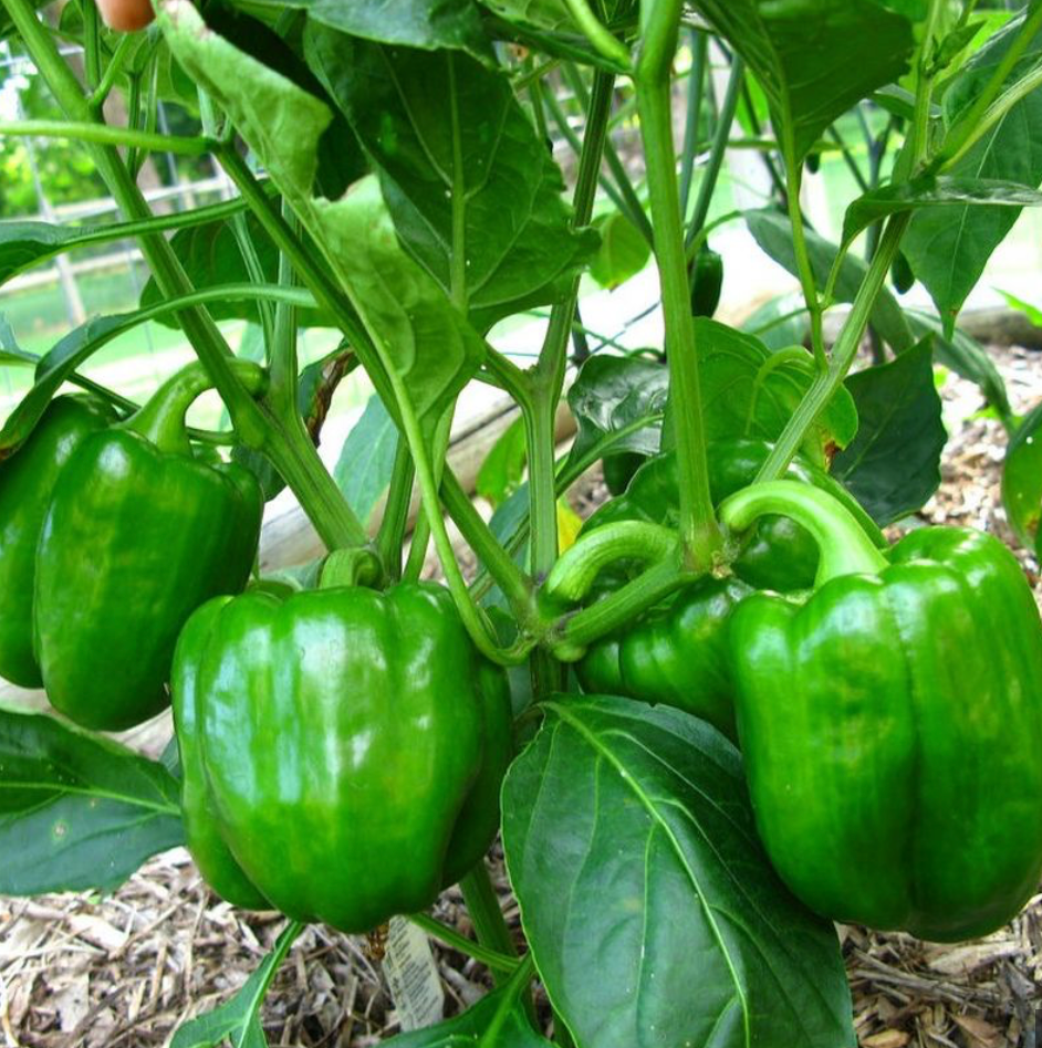 Green Bell Pepper Plant (Ozark Giant)