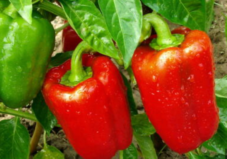 Red Bell Pepper Plant (Chinese Giant)