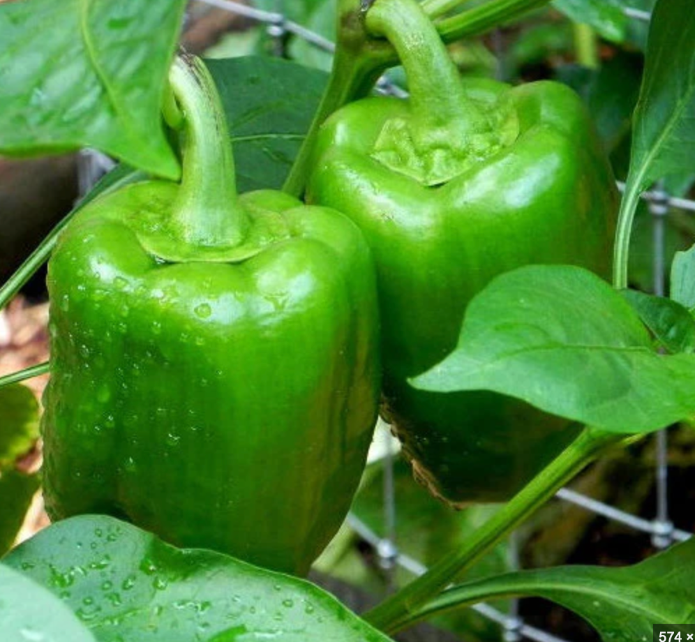 Green Bell Pepper Plant (Ozark Giant)