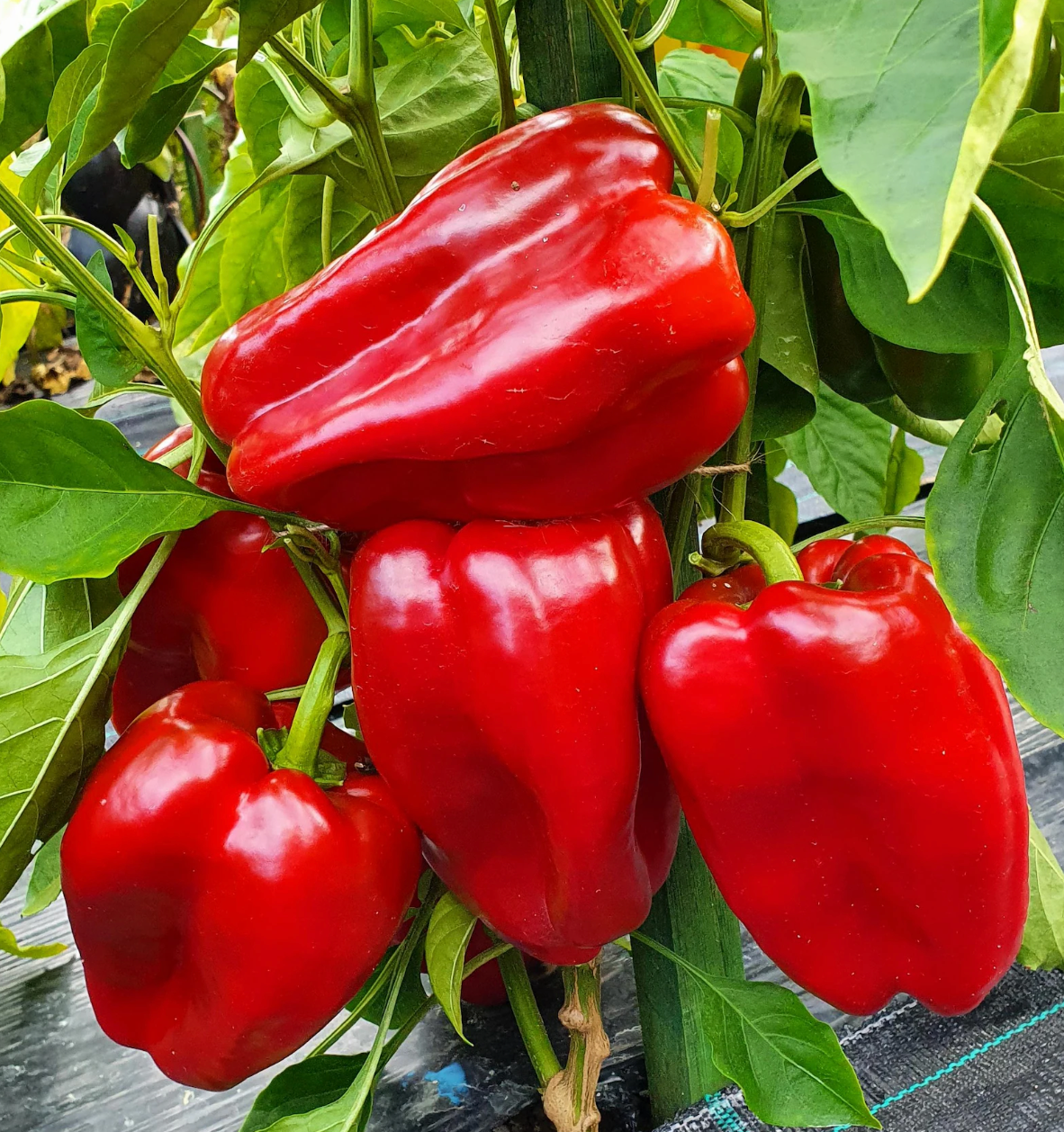 Red Bell Pepper Plant (Chinese Giant)