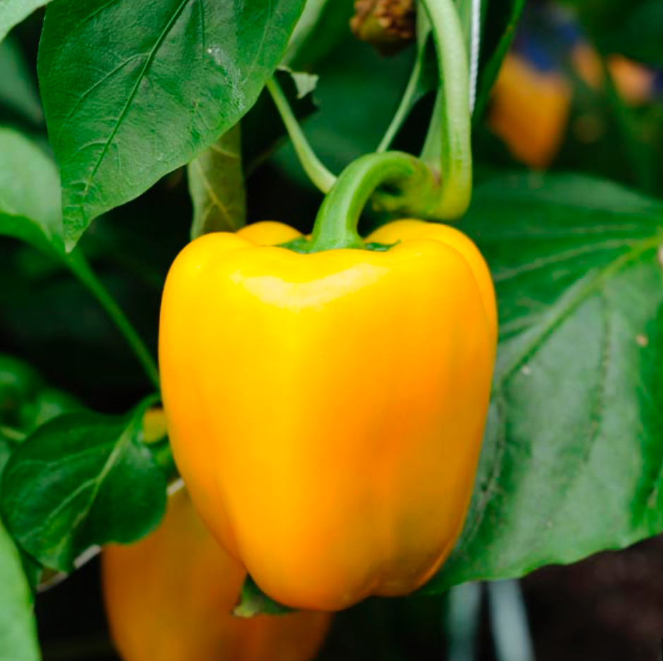 Yellow Bell Pepper Plant
