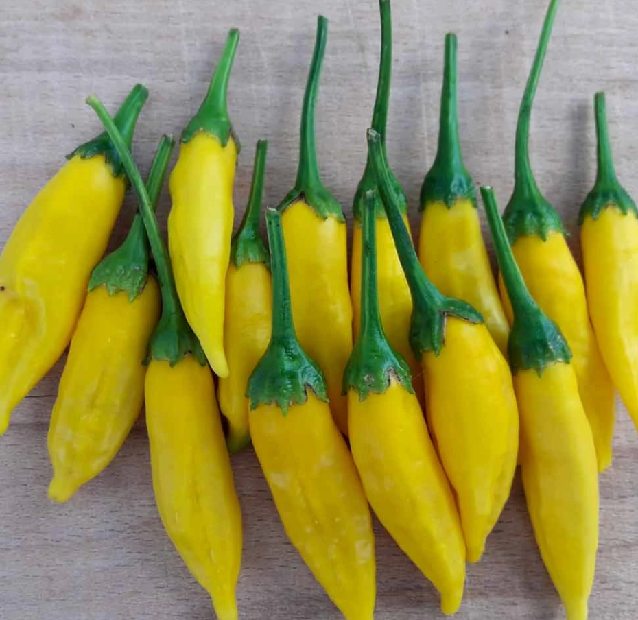 Hot Lemon Pepper Plant