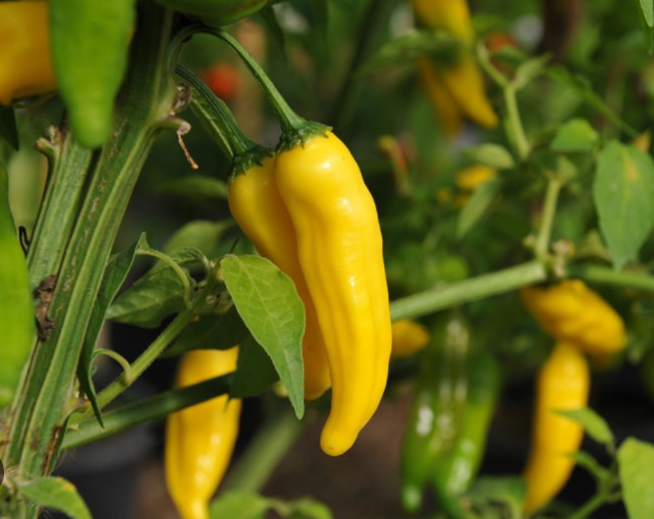 Hot Lemon Pepper Plant