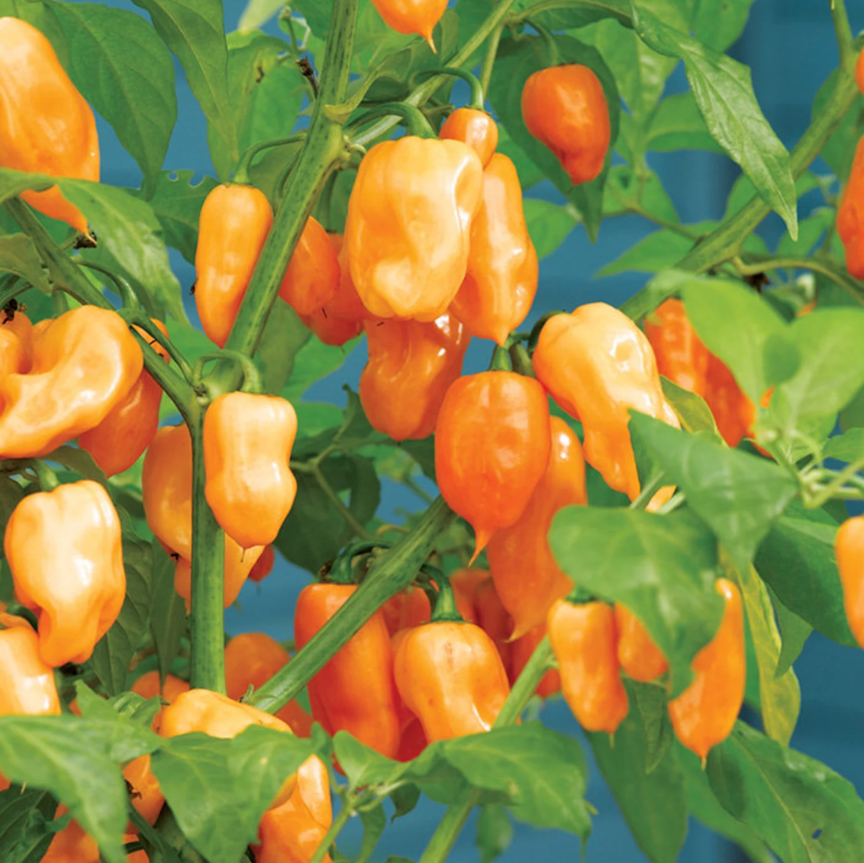 Habanero Pepper Plant
