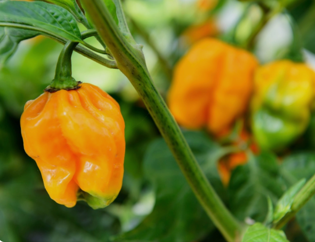 Habanero Pepper Plant