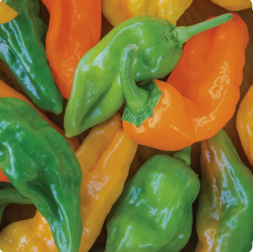 Pepperoncini Orange Pepper Plant