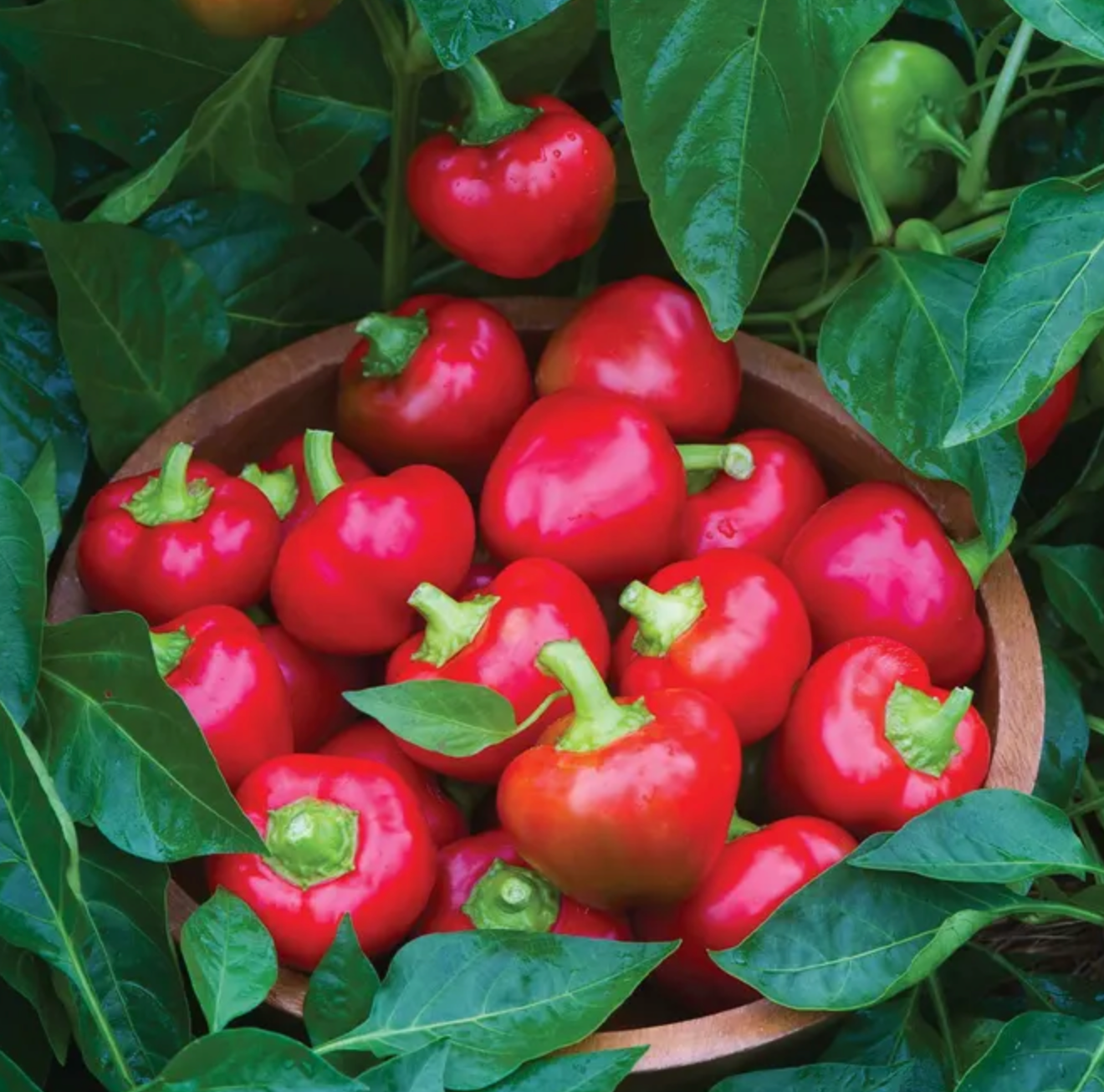 Cherry Pepper Plant