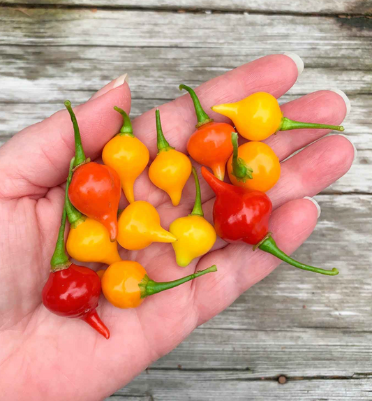 Biquinho Pepper Plant
