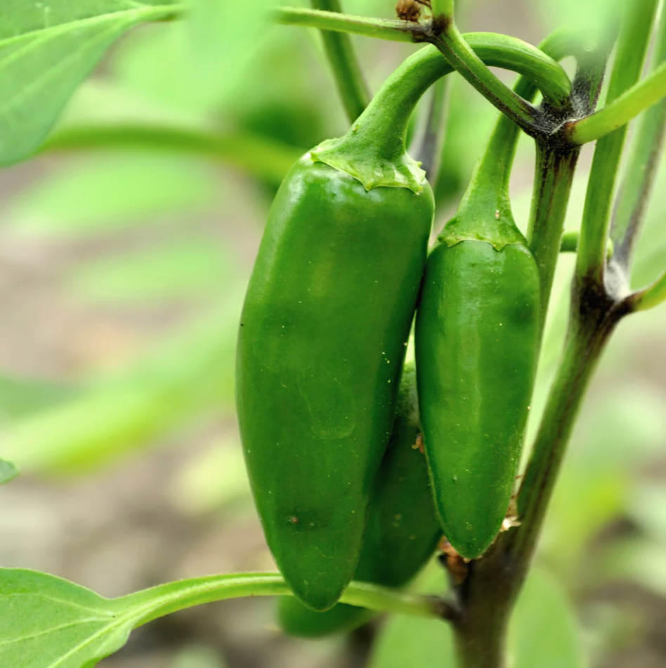 Jalapeno Pepper Plant