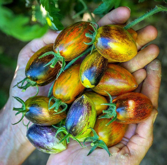 Brads Atomic Grape Tomato Plant