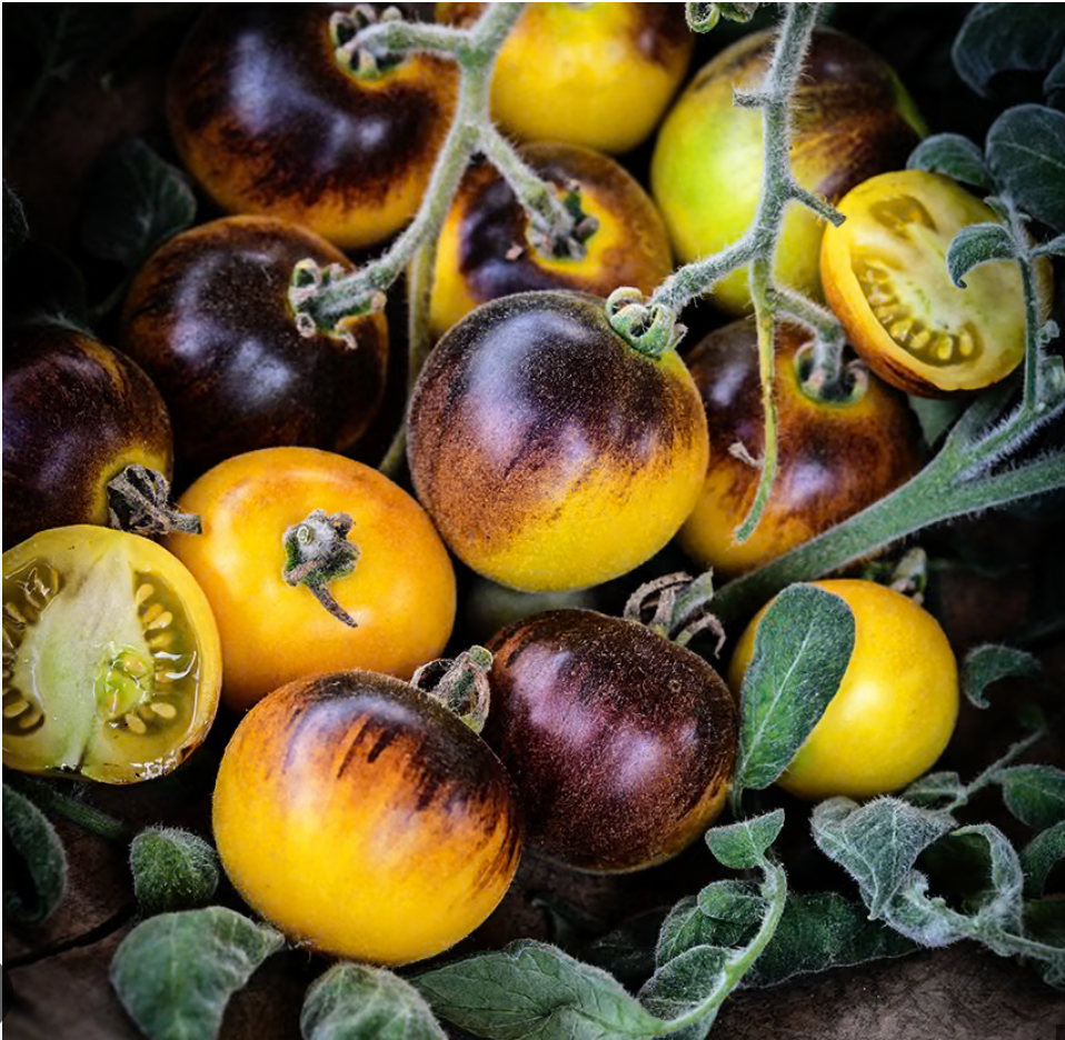 Wooly Kate Tomato Plant