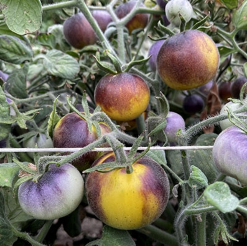 Wooly Kate Tomato Plant